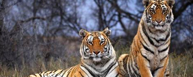 如橼之笔是什么生肖