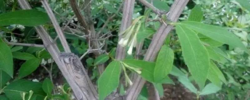 六道木十年能长多粗