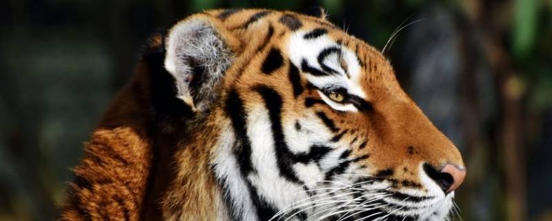 养虎终须留祸患打一最佳生肖