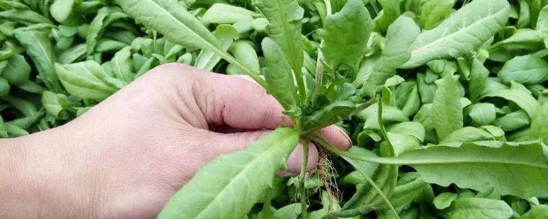 荠菜的功效与作用