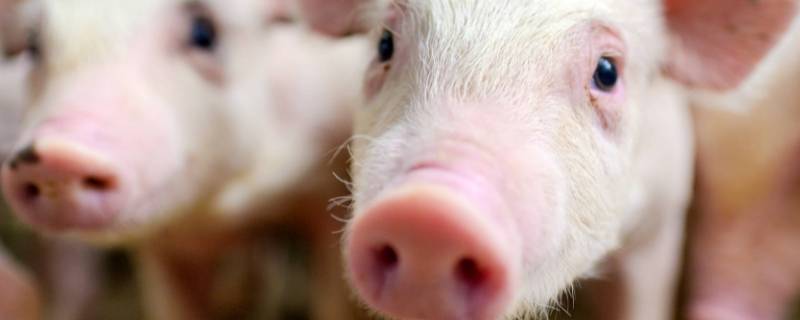 非洲猪瘟的症状及治疗方法有哪些