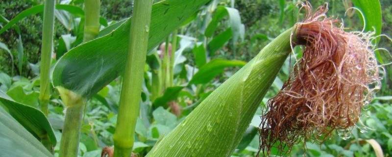 玉米须的功效与作用
